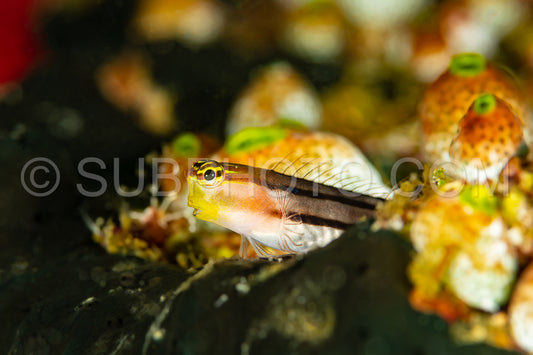 yellow head clown corlablenny blenny fish