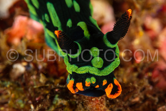 kubaryana's nembrotha nudibranch sea slug
