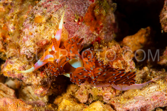 Photo de aeolid sea slug nudibranch flabellina