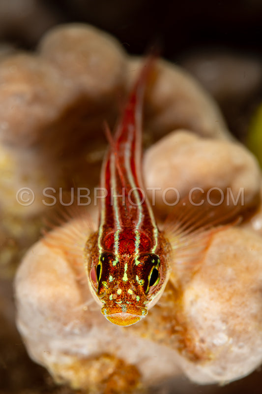 striped triplefin fish on coral
