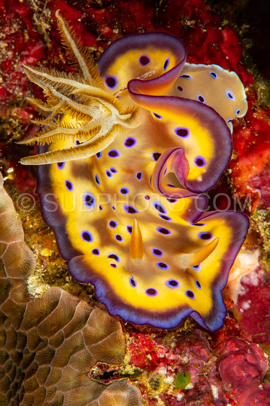 Photo de chromodoris de kunie nudibranche de la limace de mer
