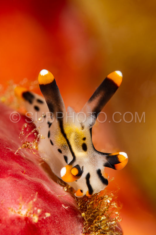 sea slug nudibranch painted thecacera