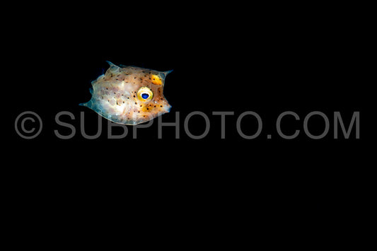 young juvenile thornback cowfish fish