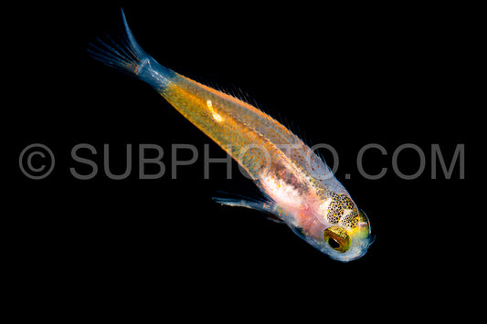 young juvenile unidentified small fish