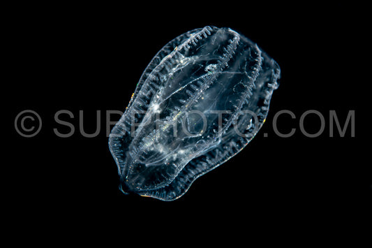 translucent transparent pelagic tunicate in black water
