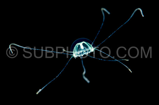 Photo de petite méduse juvénile transparente et translucide dans l'eau noire