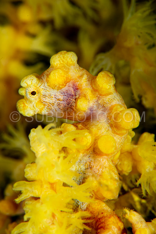 yellow pygmy seahorse- barbiganti
