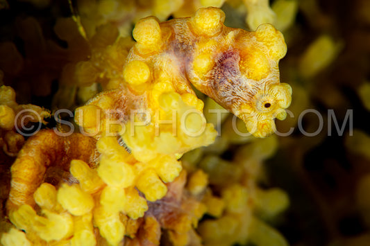 yellow pygmy seahorse- barbiganti