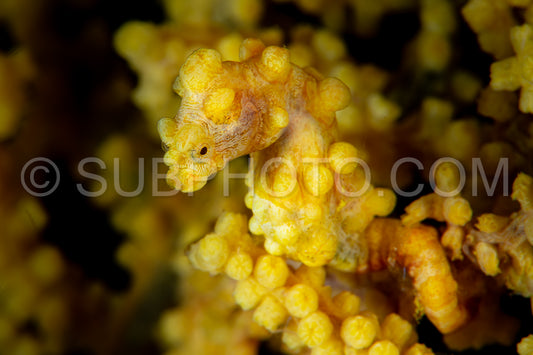 yellow pygmy seahorse- barbiganti
