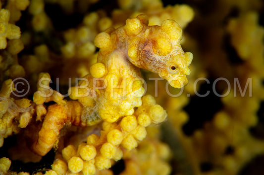 Photo de hippocampe pygmée jaune- barbiganti