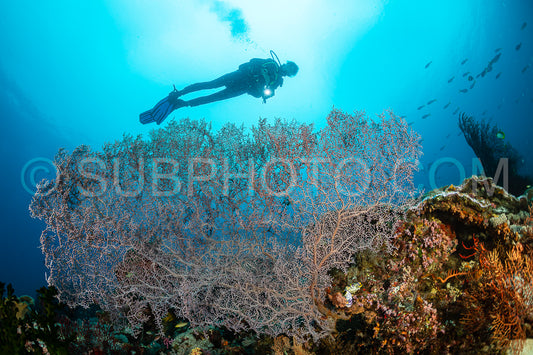 woman diver  over a huge gorgonian