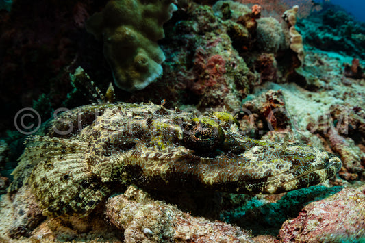 crocodile flathead fish on sandy bottom