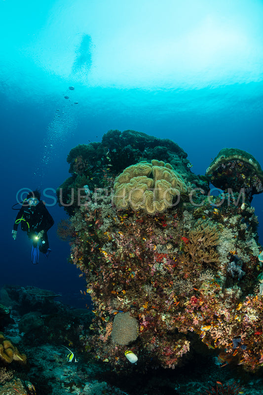 woman diver and coral reef