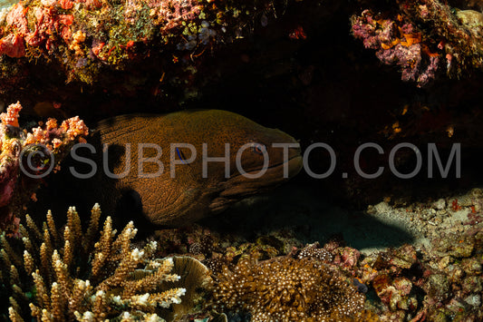 giant moray brown gymnothorax javanicus