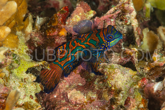 mandarinfish coming out of hidnig at dusk to spawn