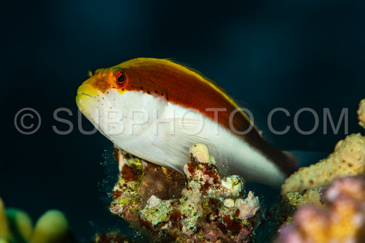 young juvenile freckled hawkfish fish