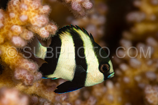 humbug dascylus damselfish damsel fish