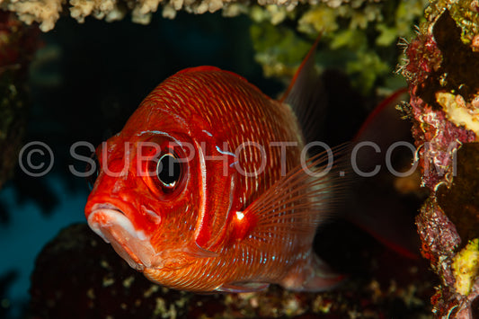 red whitespot soldierfish fish in cave