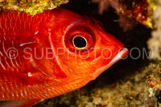 red whitespot soldierfish fish in cave