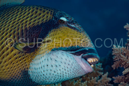 teeth of large titan triggerfish fish