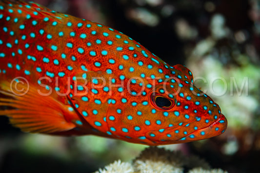 head closeup of coral grouper
