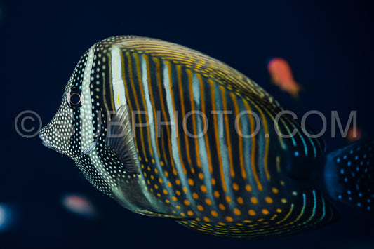 desjardin's sailfin tang surgeonfish fish