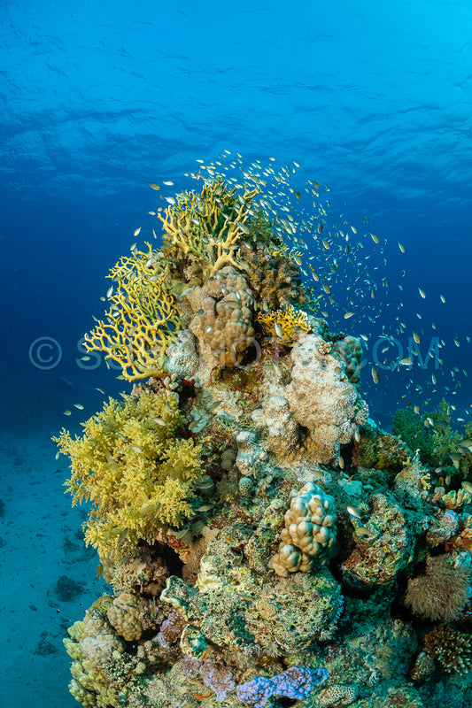 typical red sea coral structure with anthias fish