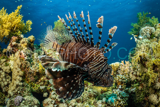 brown band red lionfish fish