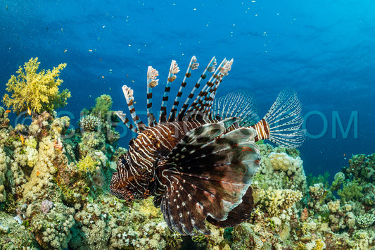 brown band red lionfish fish
