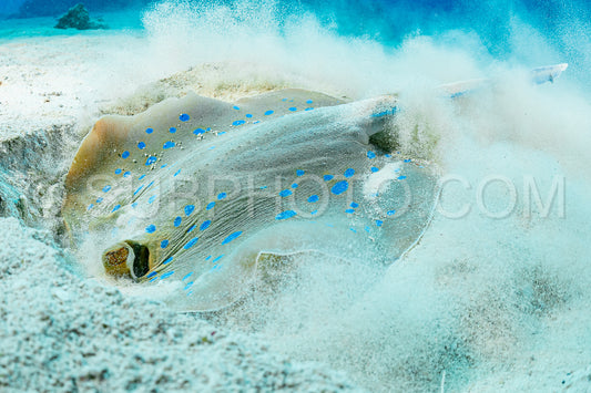 blue-spotted ribbontail ray hiding in sand