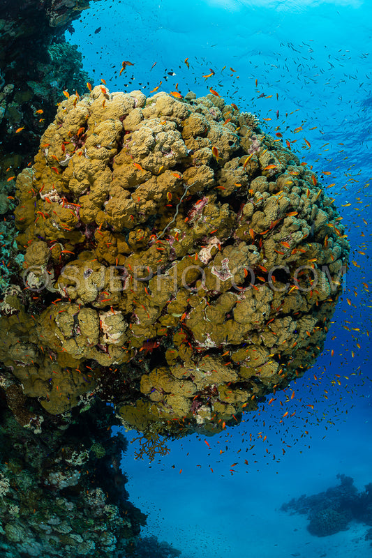 typical red sea coral structure with anthias fish