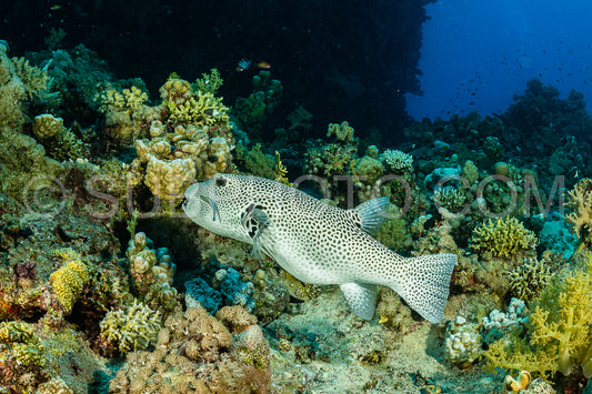 star puffer fish being cleaned by a cleaning wrasse