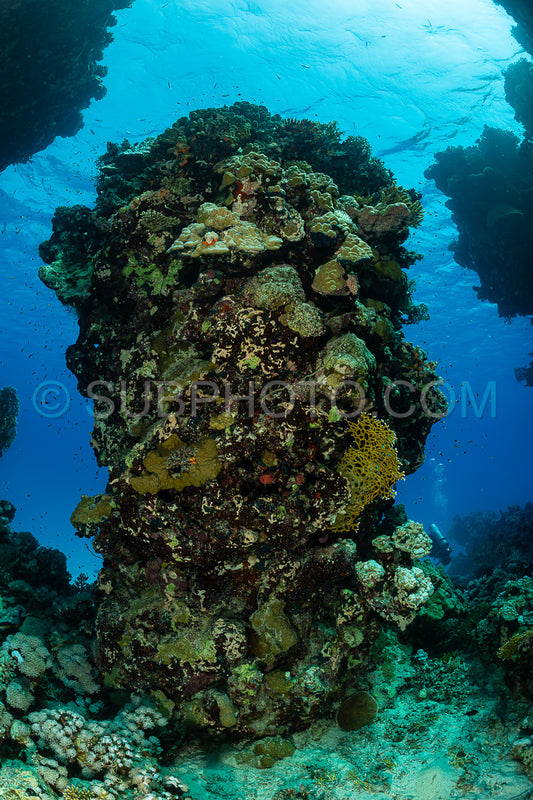 typical red sea coral structure with anthias fish