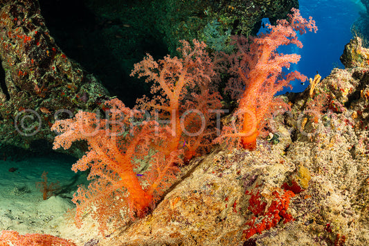 red orange soft coral gorgonian