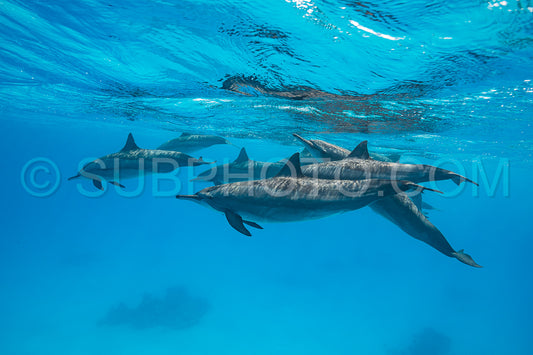 pod of Spinner dolphins (Stenella longirorstris) swimming over sand in Sataya reef- Egypt- Red Sea