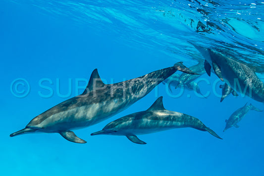 pod of Spinner dolphins (Stenella longirorstris) swimming over sand in Sataya reef- Egypt- Red Sea