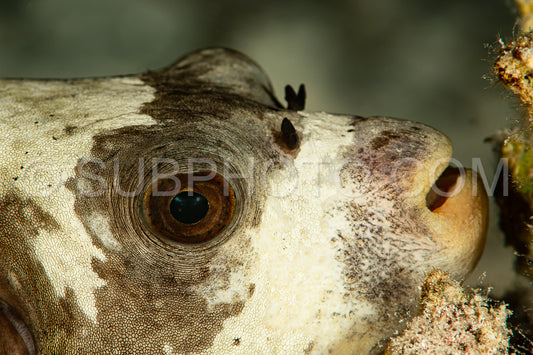head closeup of blackspotted puffer fish