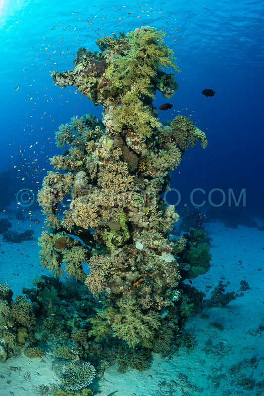 typical red sea coral structure with anthias fish