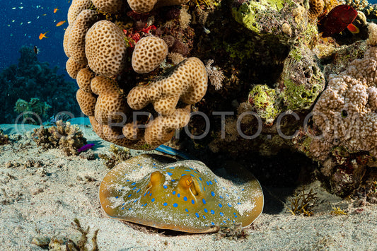 blue-spotted ribbontail ray hiding in sand
