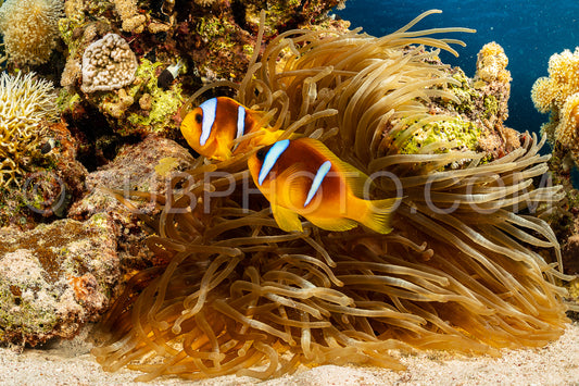 two orangefin anemonefish fish in anemone