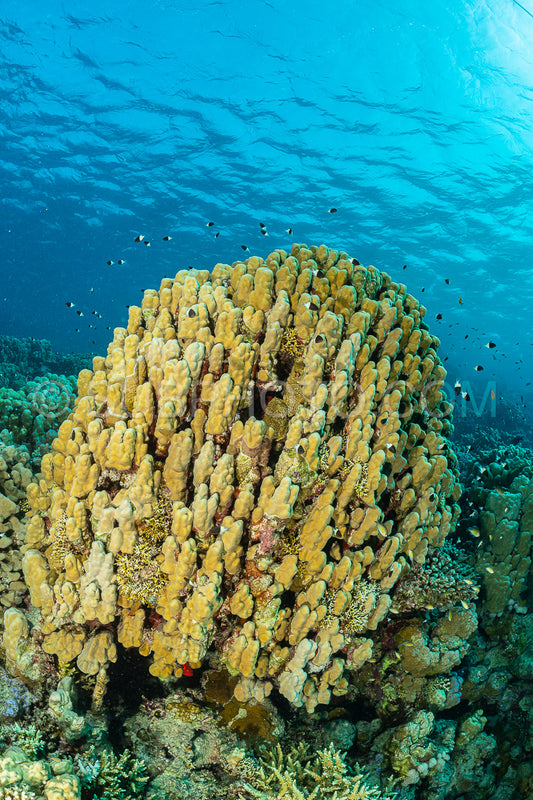 typical red sea coral structure with anthias fish