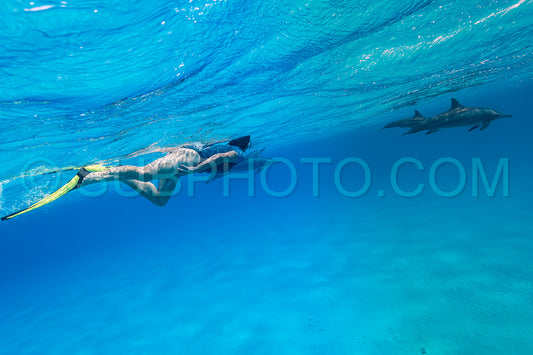 woman swimming with a pod of Spinner dolphins (Stenella longirorstris) over sand in Sataya reef- Egypt- Red Sea