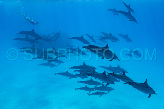 woman swimming with a pod of Spinner dolphins (Stenella longirorstris) over sand in Sataya reef- Egypt- Red Sea