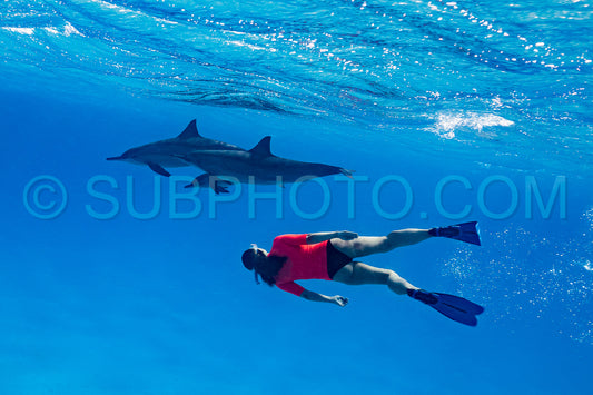 Photo de femme nageant avec un groupe de dauphins à long bec (Stenella longirorstris) sur le sable dans le récif de Sataya - Egypte - Mer Rouge