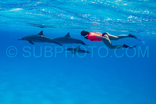 woman swimming with a pod of Spinner dolphins (Stenella longirorstris) over sand in Sataya reef- Egypt- Red Sea