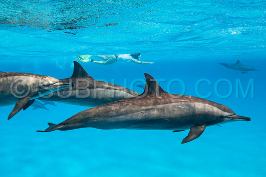 woman swimming with a pod of Spinner dolphins (Stenella longirorstris) over sand in Sataya reef- Egypt- Red Sea