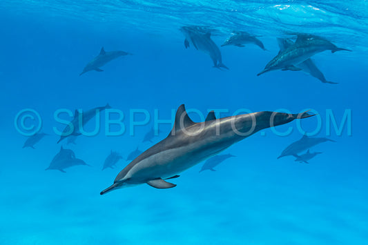 pod of Spinner dolphins (Stenella longirorstris) swimming over sand in Sataya reef- Egypt- Red Sea
