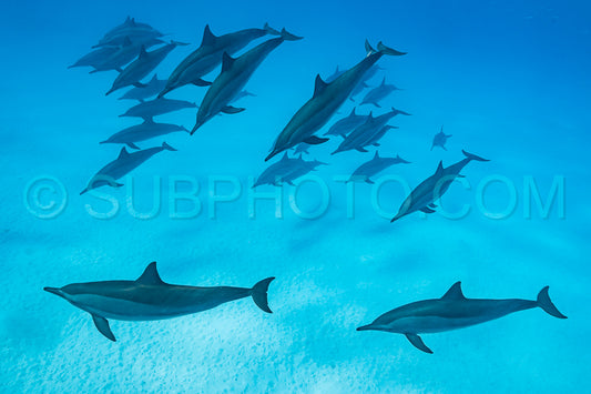 pod of Spinner dolphins (Stenella longirorstris) swimming over sand in Sataya reef- Egypt- Red Sea