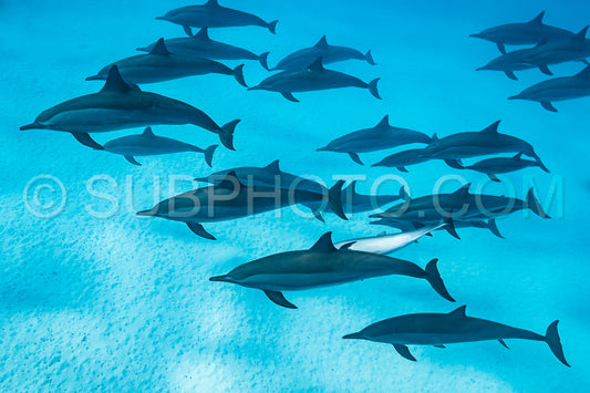 pod of Spinner dolphins (Stenella longirorstris) swimming over sand in Sataya reef- Egypt- Red Sea