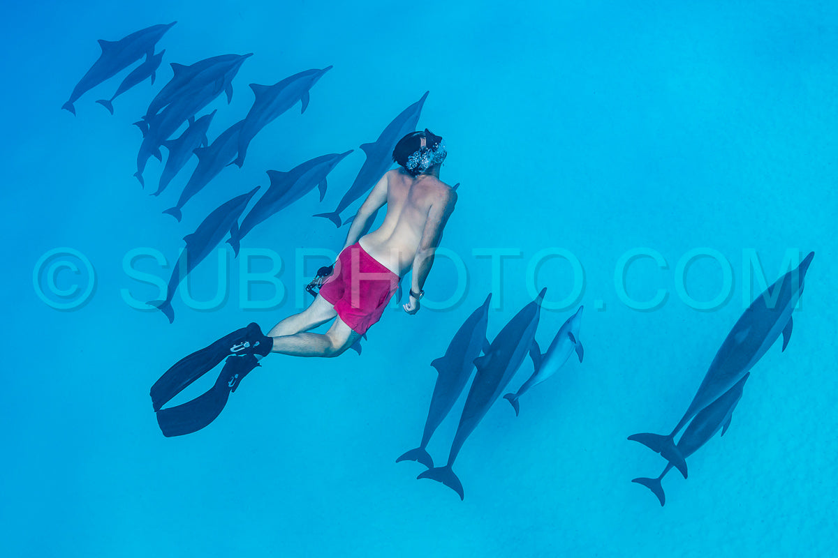 man swimming with a pod of Spinner dolphins (Stenella longirorstris) over sand in Sataya reef- Egypt- Red Sea
